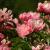Pink Flowers